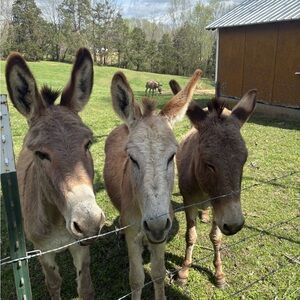 Like this flyer to get notified when I go live🫏🦋